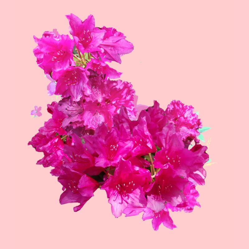 laurier-rose,fleur,lotus,vigne,floral,fleurs