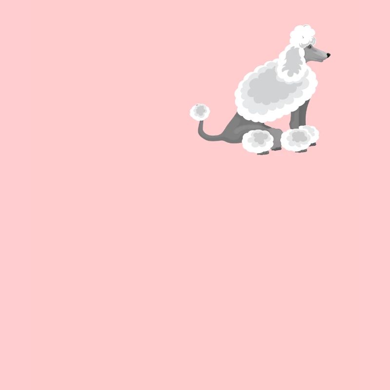 Caniche blanc, assis