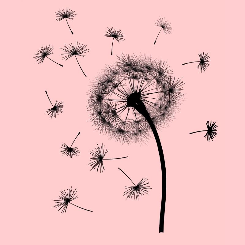 Pusteblume / Dandelion