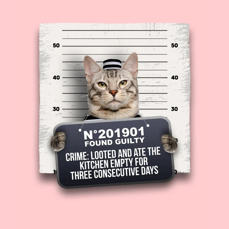 Chat criminel