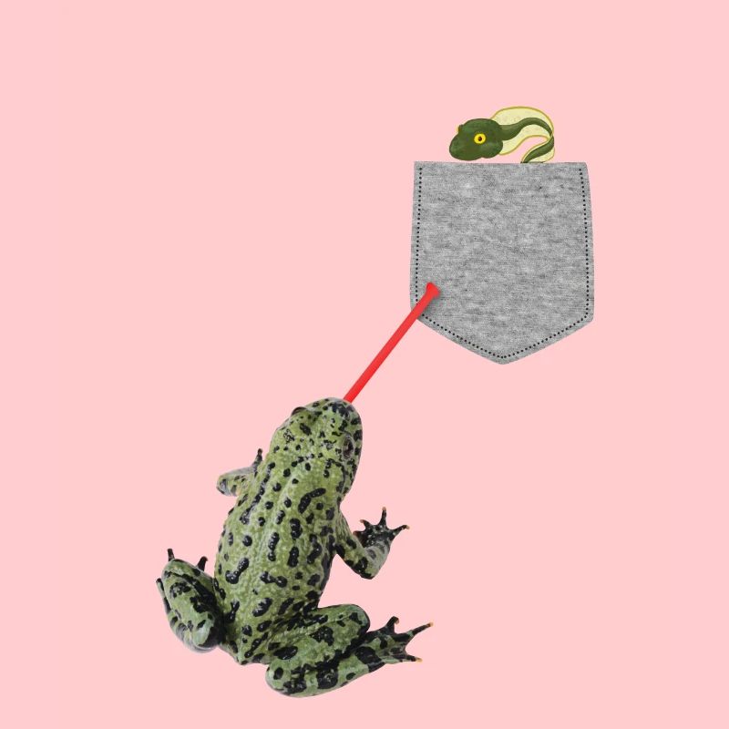 Froschzunge, die nach Kaulquappe in Ihrer Tasche greift