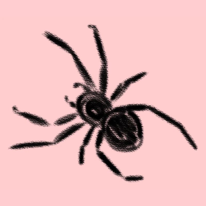Spinne