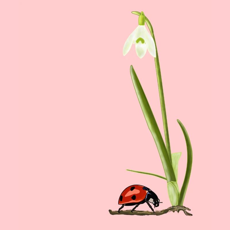 Printemps, perce-neige, coccinelles