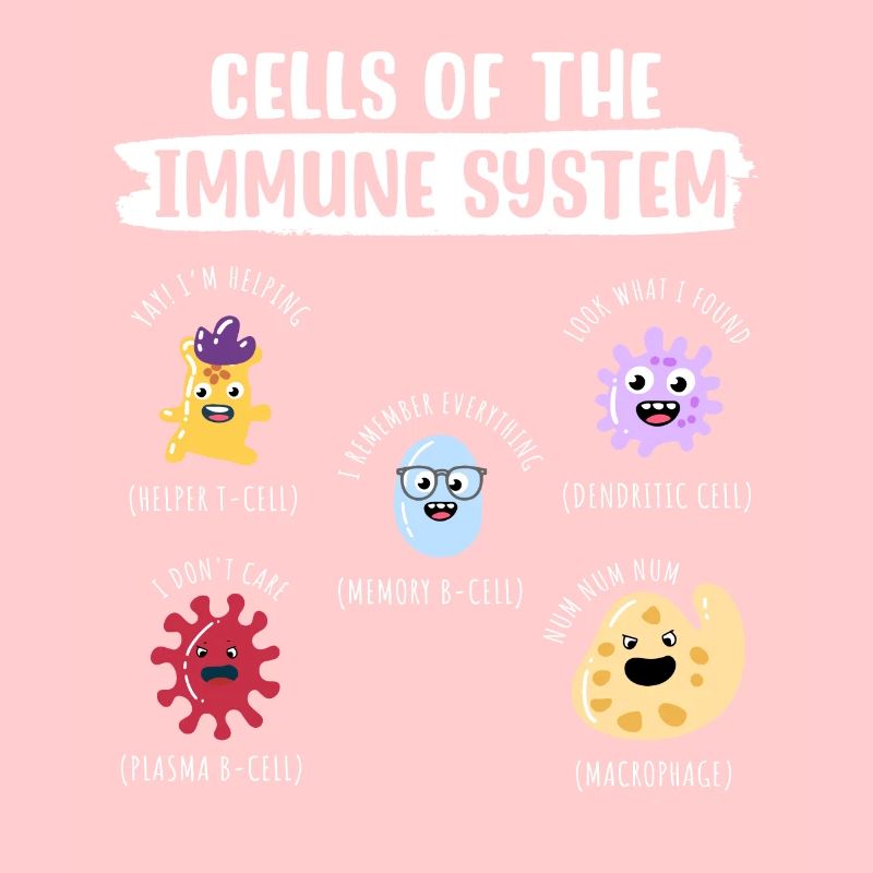 Zellen des Immunsystems