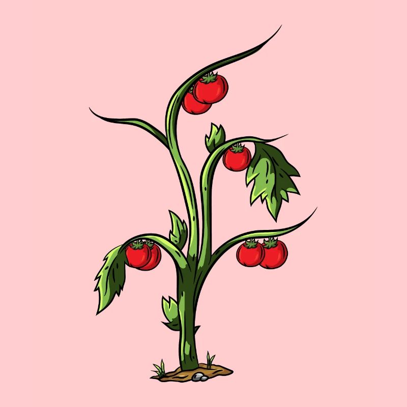 Tomato