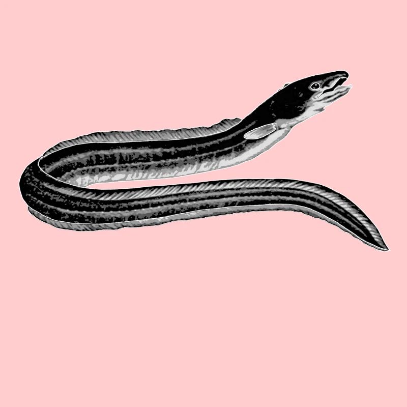 eel