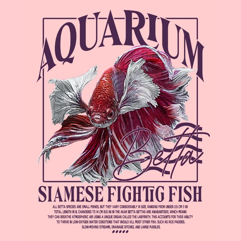 Betta Betta Poisson de combat