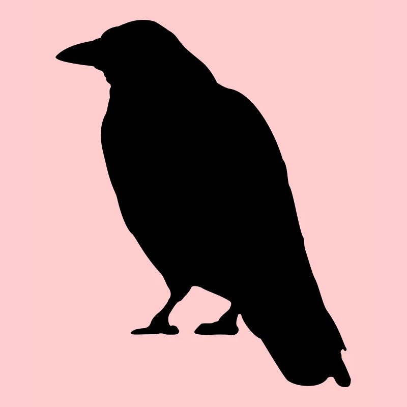 Black Crow oiseau