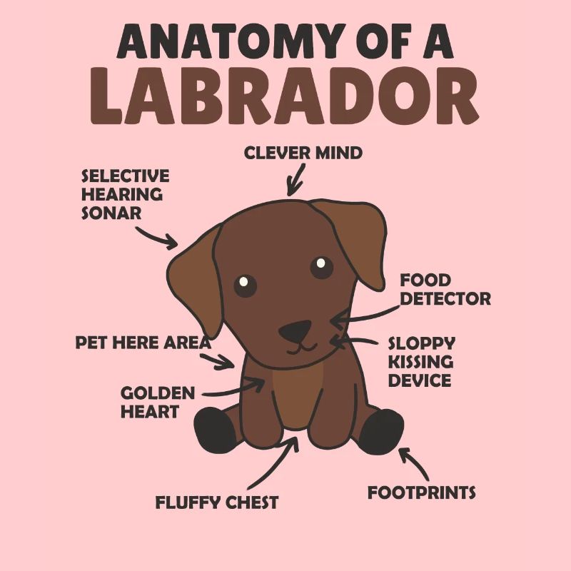 Anatomie eines Labradors Retriever süße Hunde