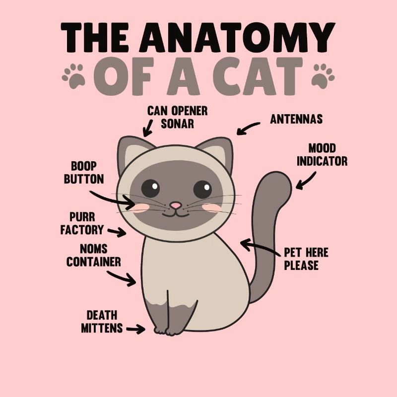 l’anatomie d’un chat explication d’un chat
