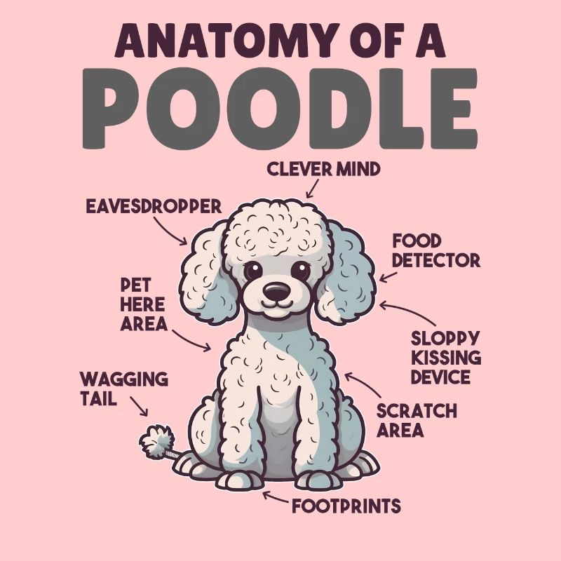 Explication du chien Anatomie d’un caniche