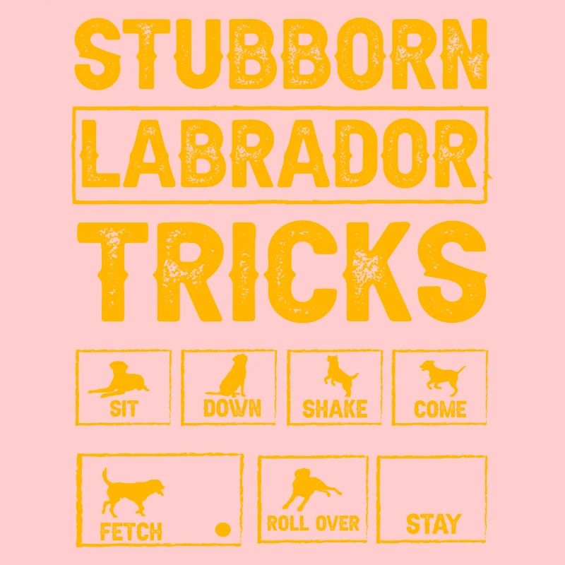 Astuces tenaces du labrador