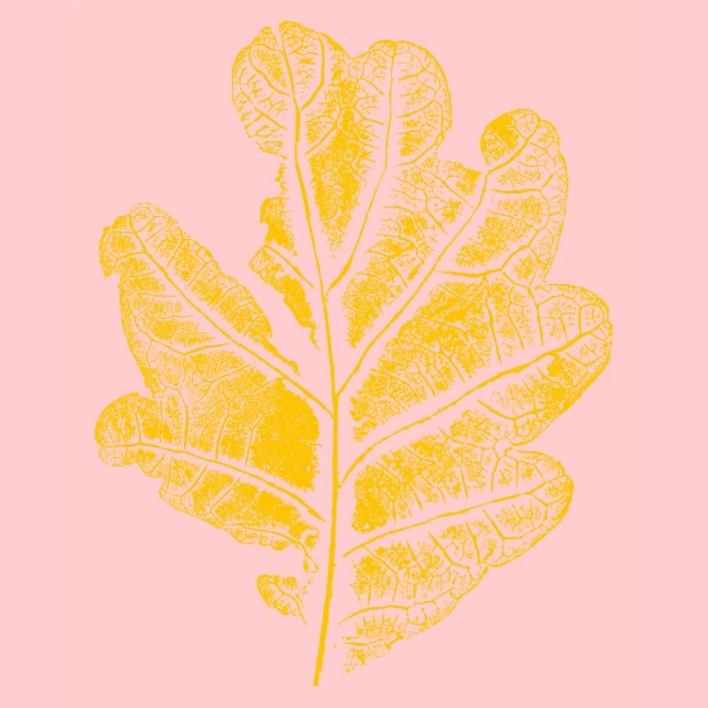 Leaf oak/ oak leaf