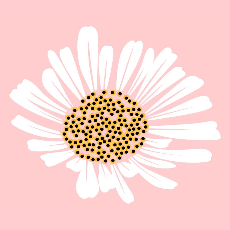 Daisy