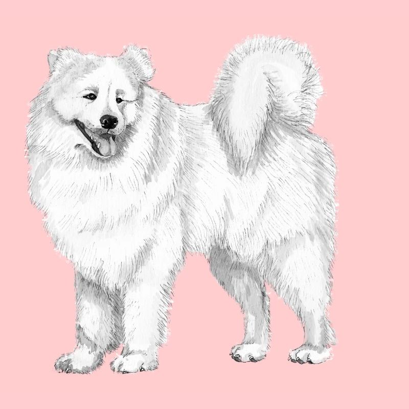 samoyed