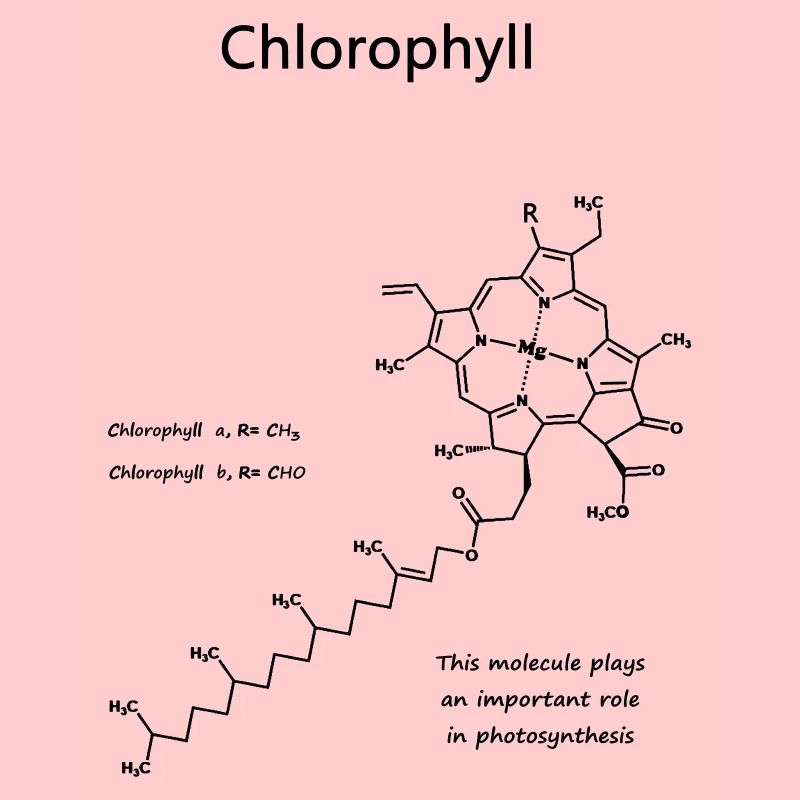 Chlorophyll