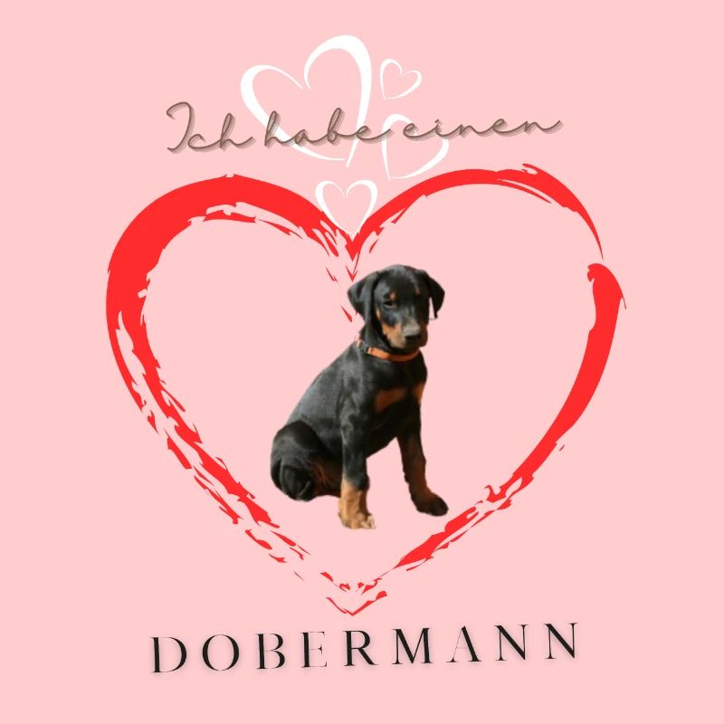 Dobermann unkuped. I have a Doberman