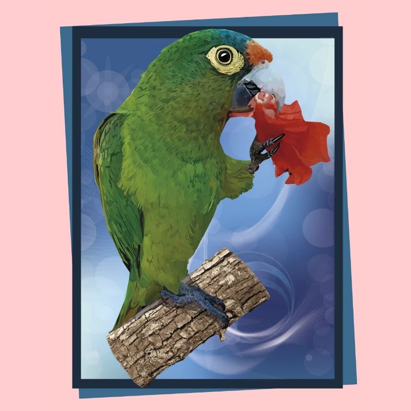 Orange-fronted parakeet