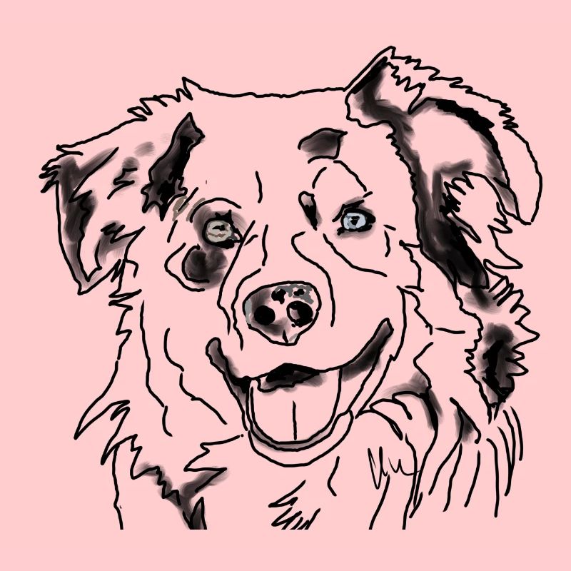 Australian Shepherd