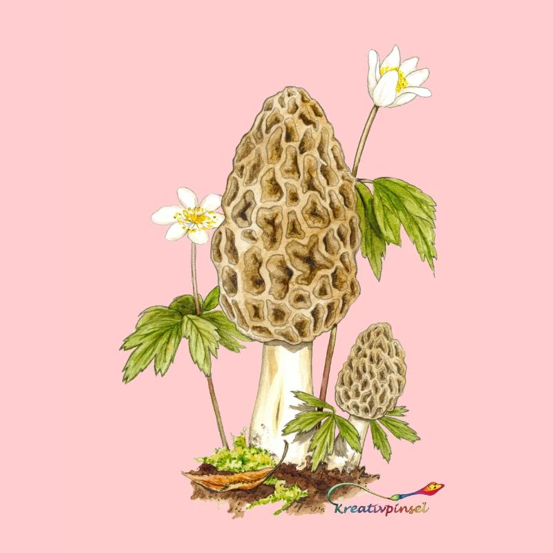 Speise-Morchel und Buschwindröschen