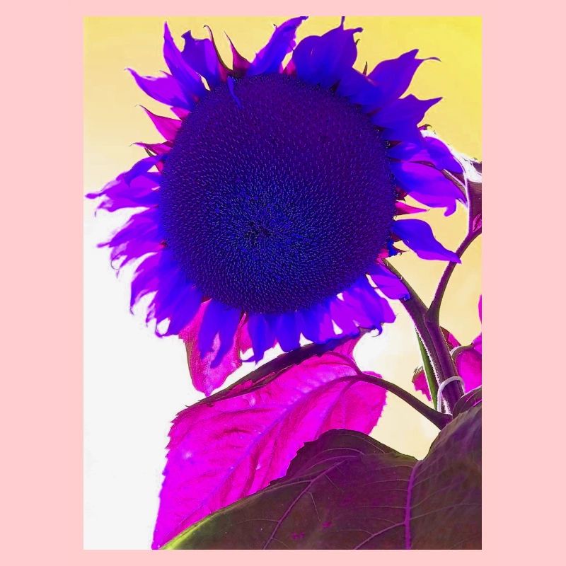 sommerblume pop Art