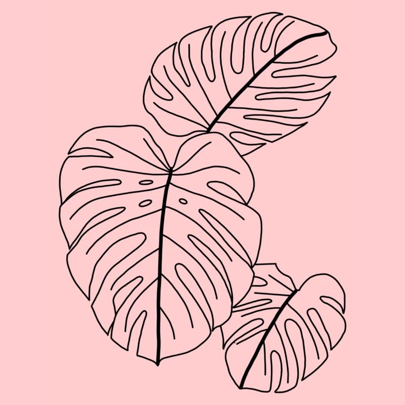 Monstera