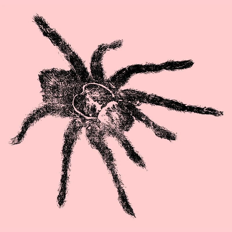 Araignée - Spider