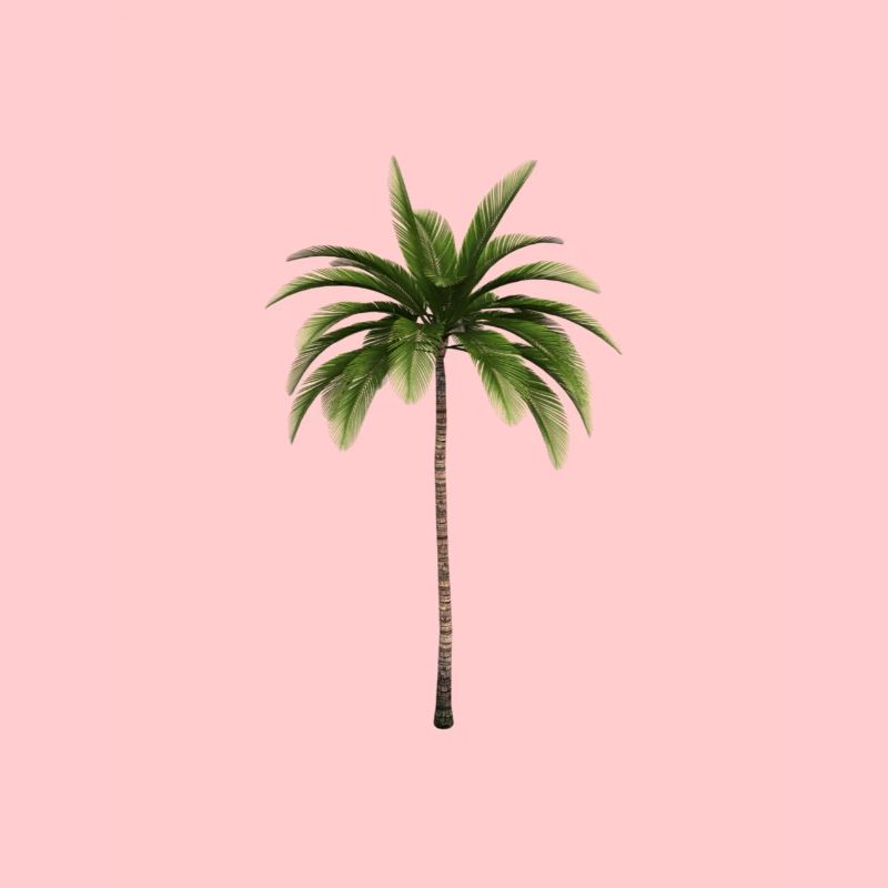 palmboom