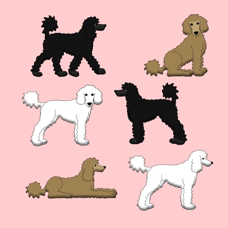 Sélection de caniche