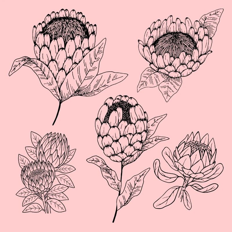 Groupe de fleurs protea