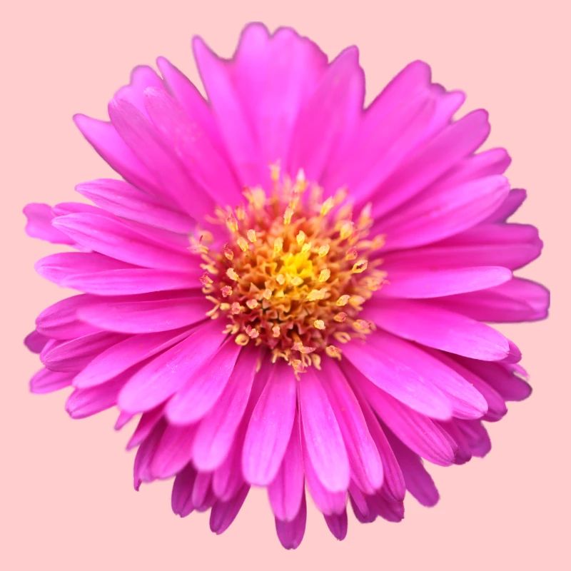 fleur rose fleur rose aster d’été