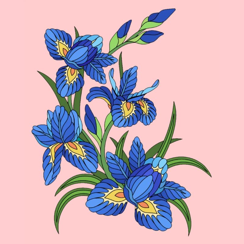 Lys bleu
