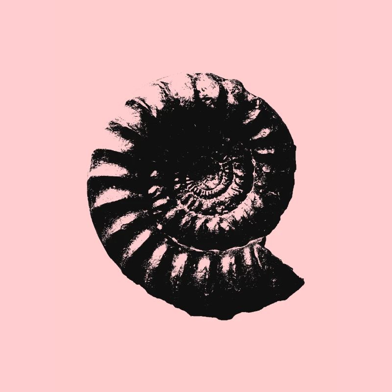 Fossil Geschenkidee Ammonit Urzeit Geschenk