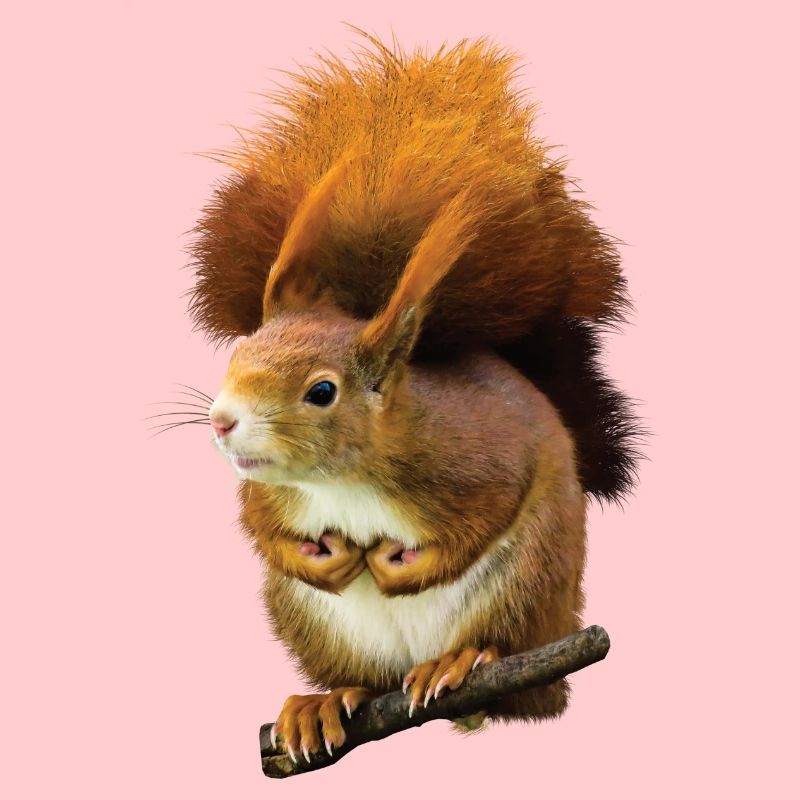 Eichhörnchen Süß niedlich putzig cool drollig Spaß