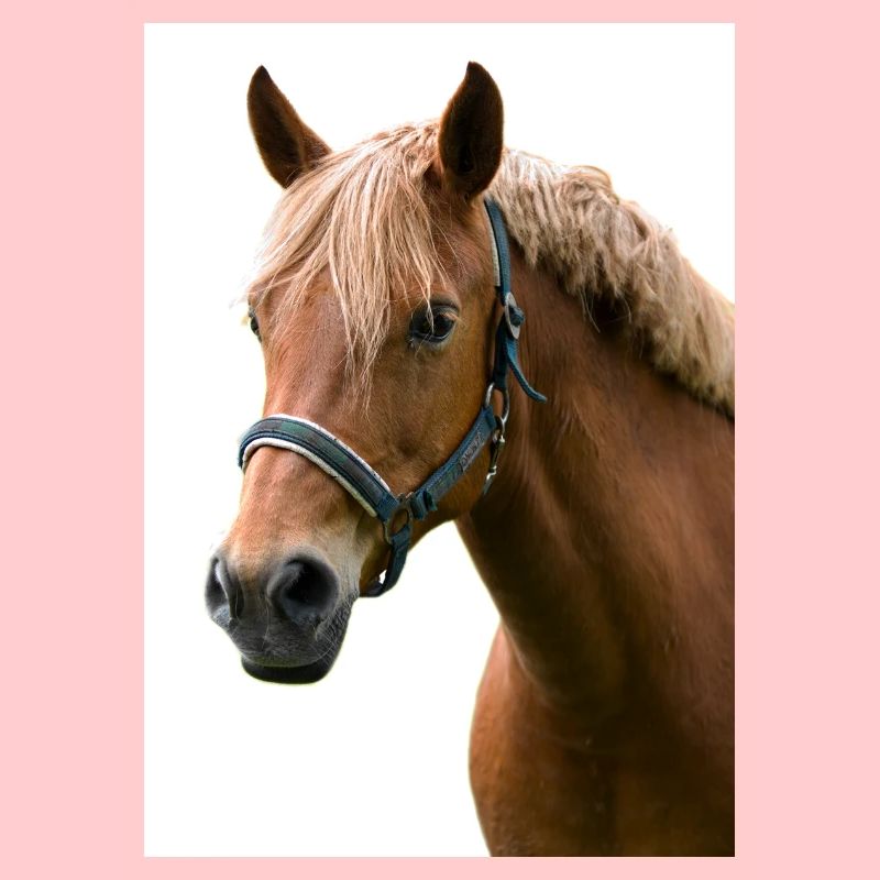Cheval. Cheval.