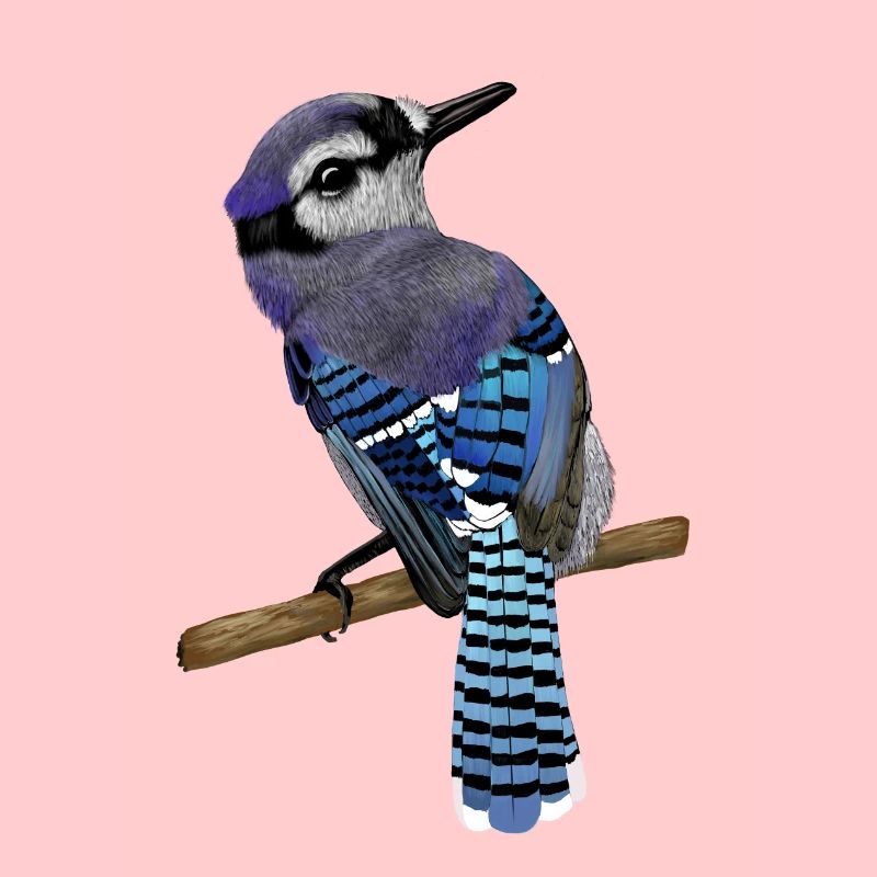 Blue Jay Vogel