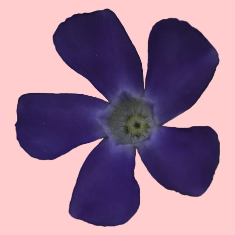 Fleur pourpre pervenche