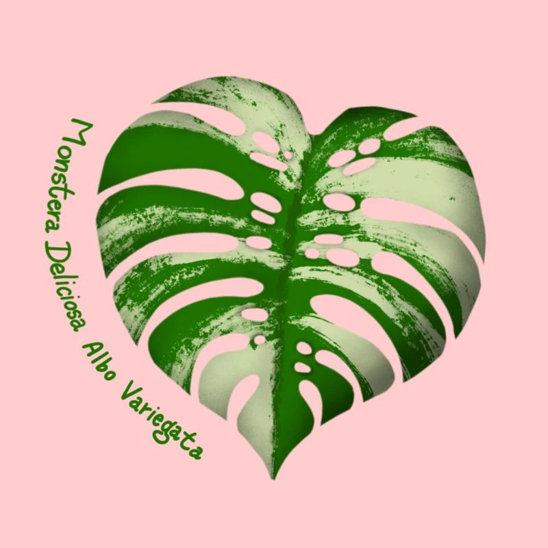 Monstera Albo Variegata