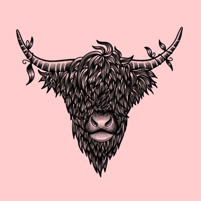 Vache Highland