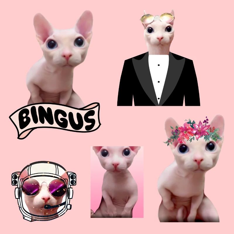 Bingus Meme