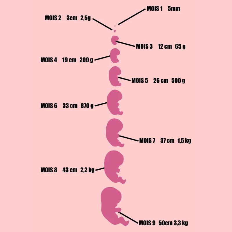bébé evolution