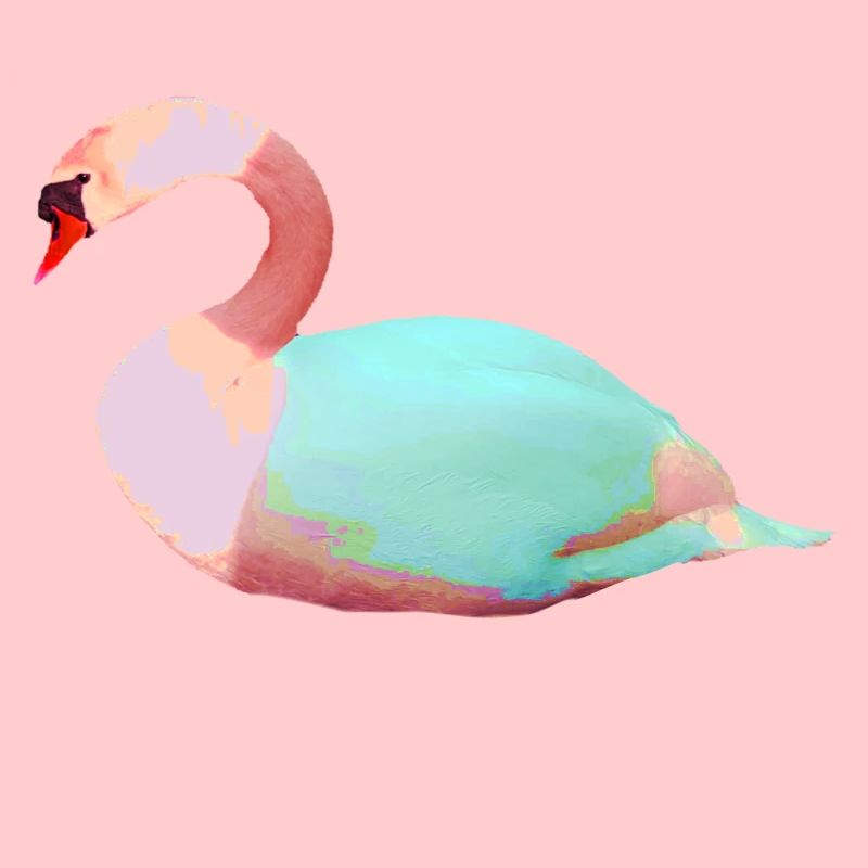 Schwan,bunt,Malerei,illustration