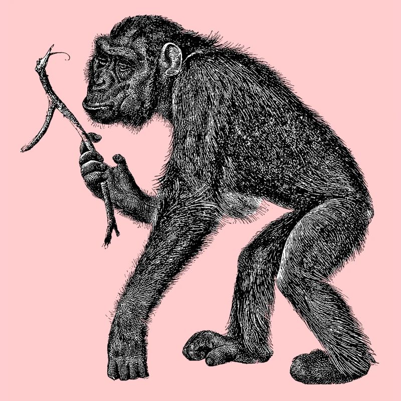 Chimpanzé avec branche