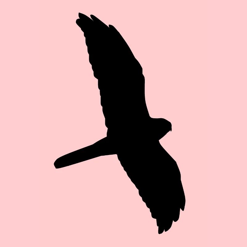 Blasse Harrier Silhouette