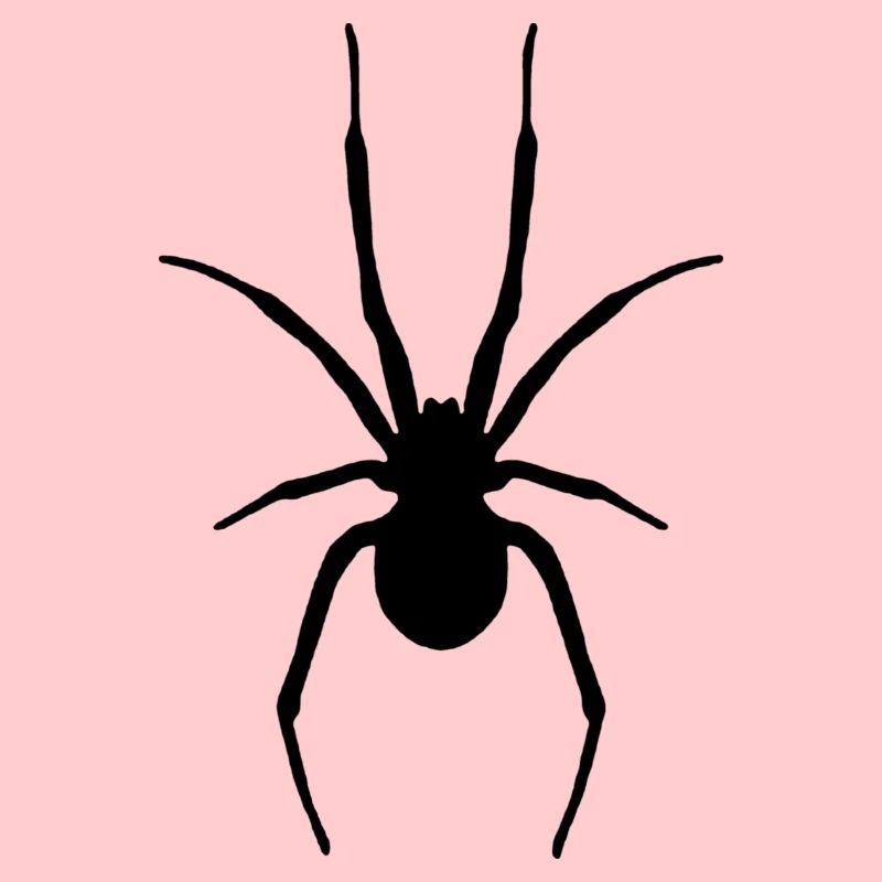 Araignée