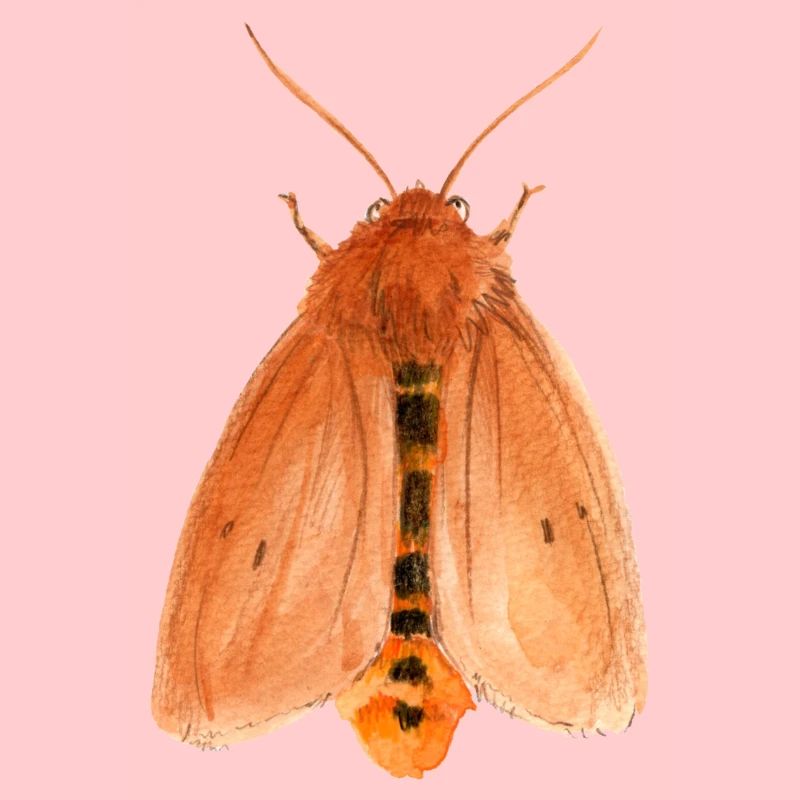 ruby tiger