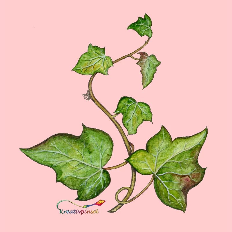 Efeu (Hedera helix)