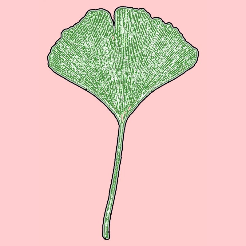 Feuille de gingko