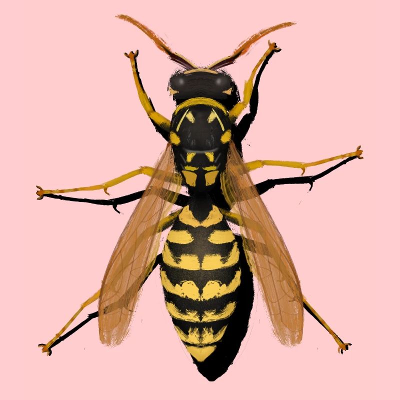 guêpe