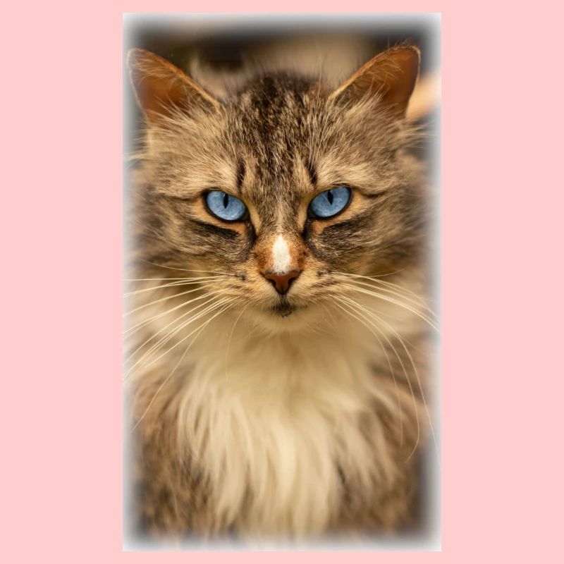 Chat